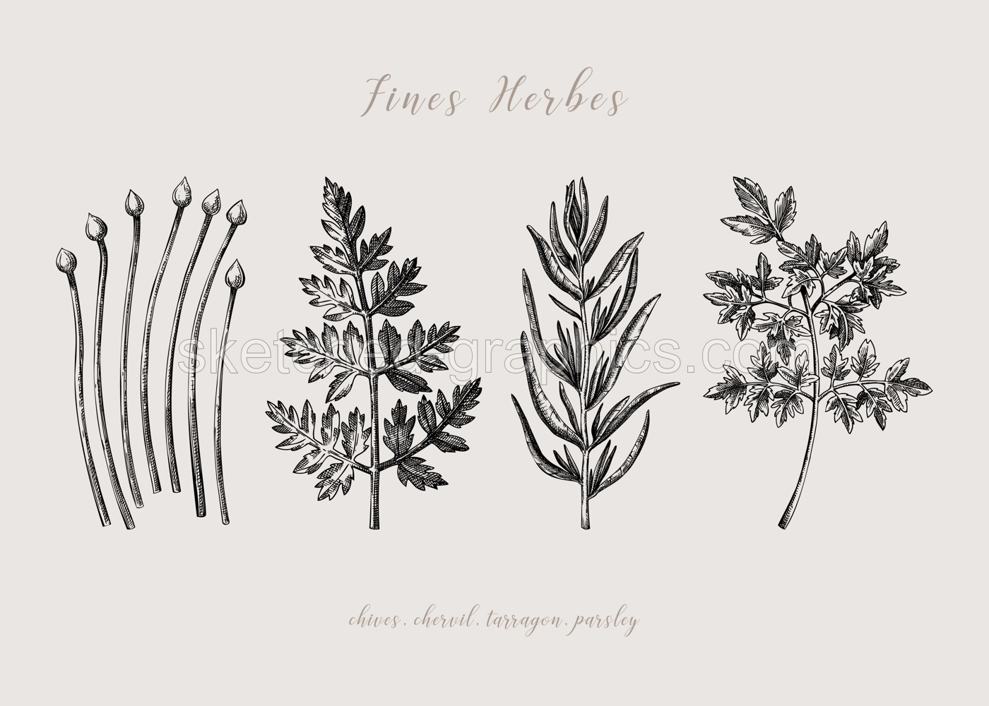 Sketch style fines herbes set. French herbs sketches. Parsley, Chives, Tarragon, Chervil, hand-drawn vector illustration . French cuisine. NOT AI generated Illustration